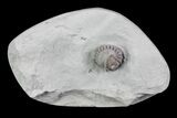 Wide, Enrolled Flexicalymene Trilobite - Ohio #76362-1